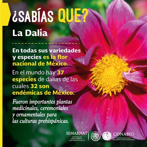 Dalia y el Libro